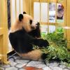 日本动物园为大熊猫良滨庆生 母子嬉戏场面温馨