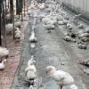 新冠病毒未灭 湖南4500只肉鸡感染禽流感死亡近2万家禽被杀