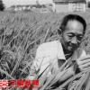 杂交水稻之父、共和国勋章获得者袁隆平逝世，享年91岁